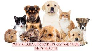 Why Regular Exercise is Key for Your Pet’s Health  Pet Care Tips