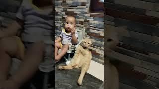 Toddler and cat share a moment on the terrace in Blitar Indonesia