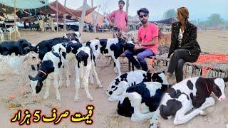 Cow Baby Calf Price In Punjab  Pashu Mandi Punjab  Fateh Jangi Calf  Dhani Cow Baby