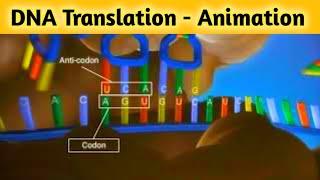 Translation 3D Animation In Hindi  अनुवाद की प्रक्रिया  Class 12 Biology  @sciencevigyan