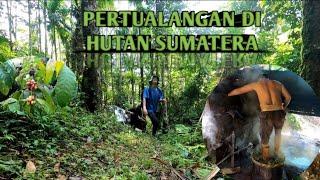 PERTUALANGAN DI HUTAN SUMATERA  MENEMUKAN HAL- HAL YANG MENARIK