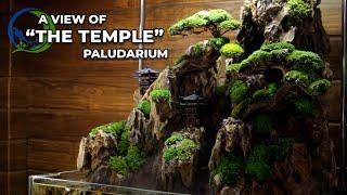 The Temple Mini Paludarium  60 x 35 x 15 CM