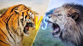 Tiger VS Lion