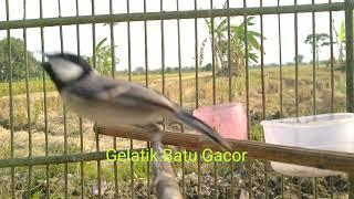 Gelatik batu gacor memancing bunyi agar cepat gacor