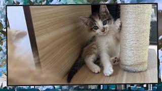 Foster Kitten Livestream S9 E25 - June 16 2024
