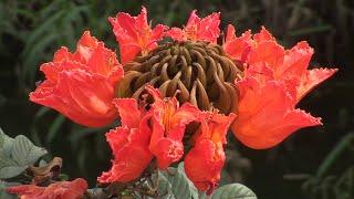 Spathodea campanulata African tulip tree