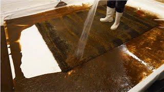 Filthiest Dark Mud Poured From This Flooded Rug  Carpet Cleaning Satisfying ASMR