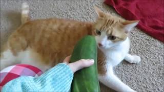 Cats VS Cucumbers 30 minutes