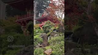 Japanese Tea Gardens - San Francisco #shorts #musicmaker #autumn  #musicartist