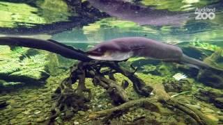 Zoo Tales - Quirky and curious longfin eels