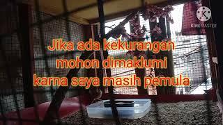 Mini Aviary untuk Ciblek Sawah