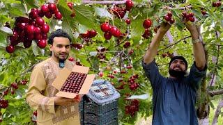 Afghan Cherry Harvest  Shamali Kabul 2024  د ګیلاس باغ په کابل کې