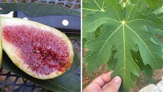 Unlock the Secrets to Growing Figs in Cold Climates