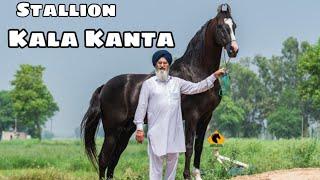 Punjab  India’s Top Stallion Kala Kanta  Behbal Stud Farm  King Of Marwari Horses  scoobers