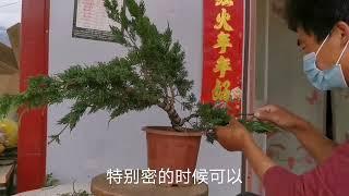 济州真柏盆景怎么制作造型？很简单，大家只是缺少动手能力！