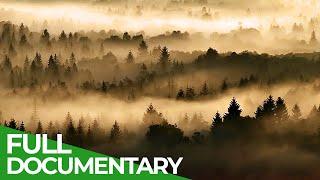 Northern Woods - A Tribute to the Ancient Forests of the North  Free Documentary Nature