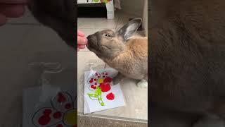 gift idea to make with your pet #animals #pet #foryou #bunny #diy #mothersday #art #cutepets