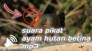 Suara pikat ayam hutan betina