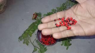 Gunja herb plant  गुन्जा  रत्ती के औषधीय लाभ