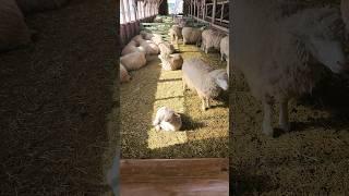 대관령양떼목장 Daegwallyeong Sheep Ranch Winter #koreatravel #koreawalk