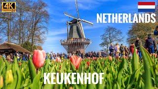 Keukenhof flower Garden tour 2023 Netherland 4K