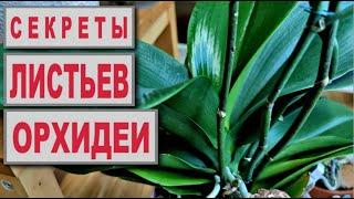 СЕКРЕТЫ ЛИСТЬЕВ ОРХИДЕИ или ЕСТЬ ЛИ У ОРХИДЕИ ГОРБ? ВОПРОСЫ ПО АЛОЭ для ОРХИДЕЙ ВОПРОСЫ И ОТВЕТЫ