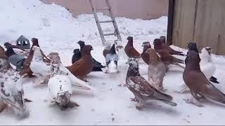 13 февраля 2024 г. андижанские голуби узбекские голуби питомник Москва