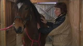 Equine Massage for Sensitive Horses