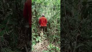 MERAMBAH MASUK KE HUTAN ADA PENAMPAKAN