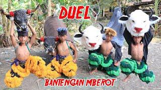 BANTENGAN MALANG VS BANTENG DEMAK  Nadin And Friend MAIN BARONGAN BANTENG  SAMPAI MBEROT DAN KALAP