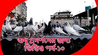 just for show video  শুধু প্রদর্শনের জন্য ভিডিও  pigeon video  kobutor palon bangladesh  PART-10