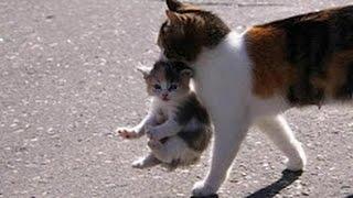 Mama Cat Carrying Baby Kittens Videos Compilation 2017