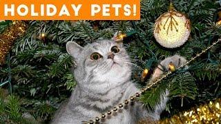 Cutest Holiday Pets Compilation 2018  Funny Pet Videos