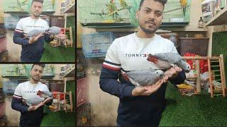 Must watch before buying African grey parrot very informative videos from wajid