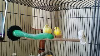 Step 2 - Breeding Canaries -- Pre-mating Behavior 03.06.2020