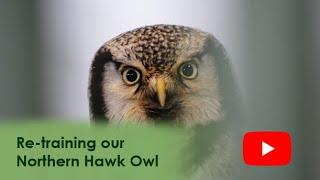 Re-training our Northern Hawk Owl