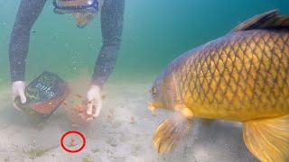 Do you want to catch more carp? underwater proof