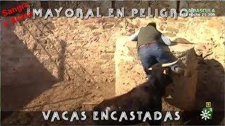 Mayoral En Peligro Vacas Encastadas. Parte 2-2.
