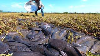 amazing fishing catch a lots of fish under grass in field by hand a fisherman skills