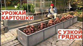 САМЫЙ урожайный сорт картофеля -УНИКА