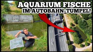 GEFÄHRLICH? Aquarium FISCHE in AUTOBAHNTEICH entdeckt und GEFANGEN