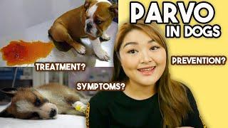 PARVOVIRUS in Dogs symptoms treatment & prevention  Arah Virtucio