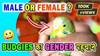 Male or Female Budgie? Adult or Semi-adult Budgie? Budgies Gender Identification  Happy Budgies