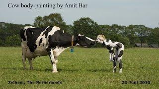 Art video Cow Body-painting by Amit Bar.  EDSA content.