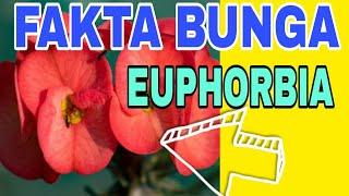 Fakta Mengejutkan Dari Bunga Euphorbia  Tanaman Hias Euphorbia