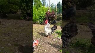 At least he tried  Tiny Ayam Serma rooster versus Koeyoshi longcrower #rooster #chickens #farming