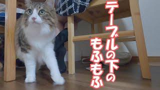 犬と猫どっちも食卓が好きで幸せが溢れている我が家【保護猫／ダックス】