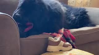 Chewie the Therapy Newfie is going Covid stir crazy too