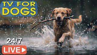 LIVE Relaxing Dog Music Soothing Tunes for Anxious Dogs Dog Sleep & Calm Music 