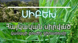 Սիբեխի օգտակար հատկությունները և բուժիչ կիրառումը